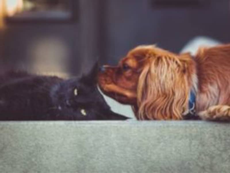 Who Takes Custody of the Pets in a Divorce?
